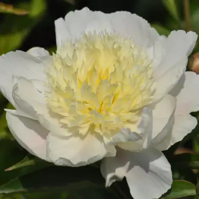 Пион ЗОЛОТАЯ ШПИЛЬКА травянистый в Фаниполе