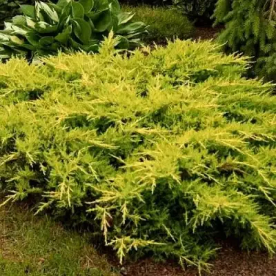 Можжевельник МОРДИГАН ГОЛД средний в Фаниполе