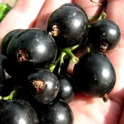 Смородина чёрная ЧЕРЕШНЁВАЯ в Фаниполе