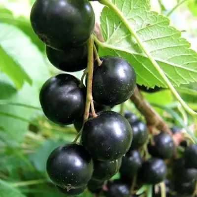 Смородина черная ЧЕРНООКАЯ в Фаниполе