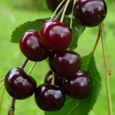 Вишня ЛАСУХА в Фаниполе