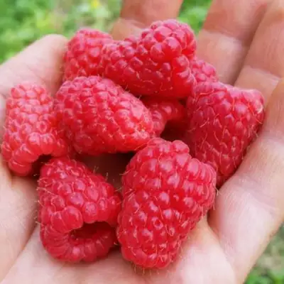 Малина ТУЛАМИН в Фаниполе