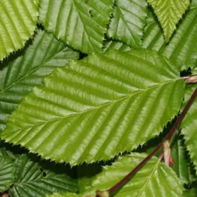 Граб японский в Фаниполе