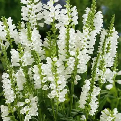 Физостегия АЛЬБА виргинская в Фаниполе