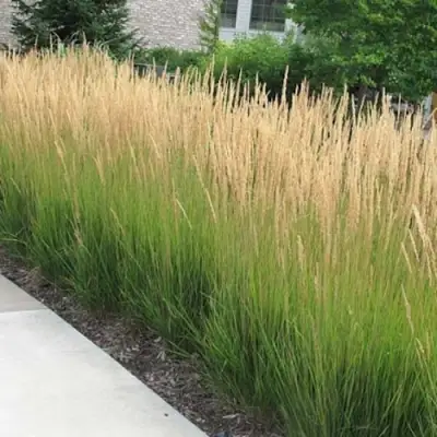 Вейник КАРЛ ФОРСТЕР остроцветковый в Фаниполе