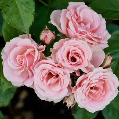 Роза КЛАССИК ЛИДИЯ спрей в Фаниполе