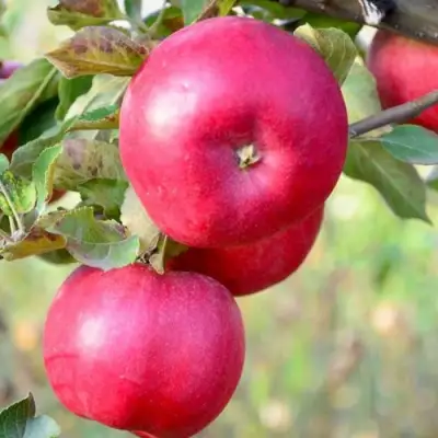 Яблоня АЙДАРЕД в Фаниполе