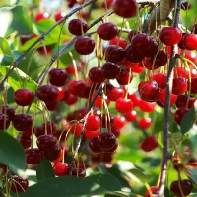 Вишня БРУСНИЦЫНА степная в Фаниполе