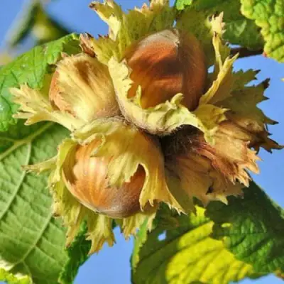 Фундук ТОНДА РОМАНА в Фаниполе