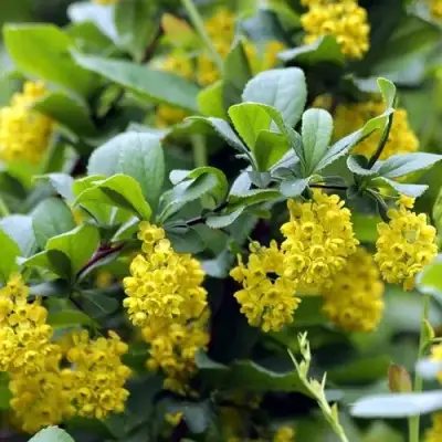 Барбарис корейский в Фаниполе