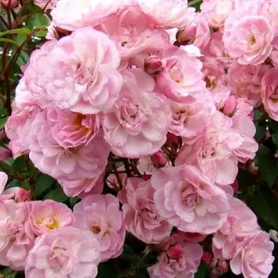 саженцы розы Хеванли Пинк