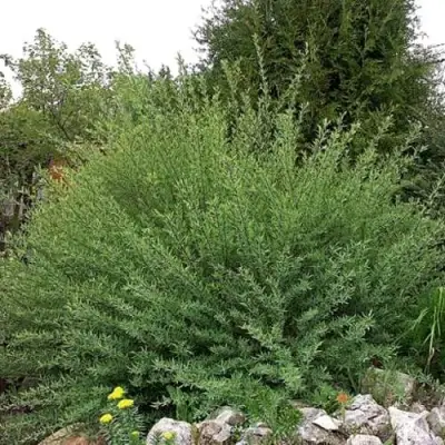 Ива НАНА пурпурная в Фаниполе