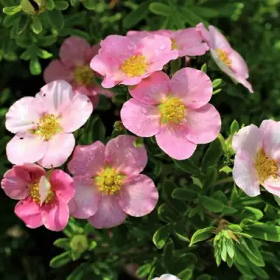 Лапчатка ЛАВЛИ ПИНК кустарниковая в Фаниполе