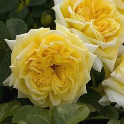 Роза НАДЯ МЕЙДИЛАНД почвопокровная в Фаниполе