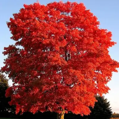 Дуб красный в Фаниполе