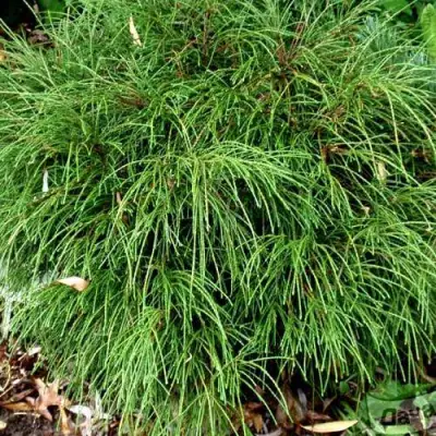 Туя ВИПКОРД складчатая в Фаниполе