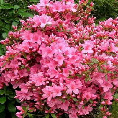 Азалия РОКОКО японская в Фаниполе