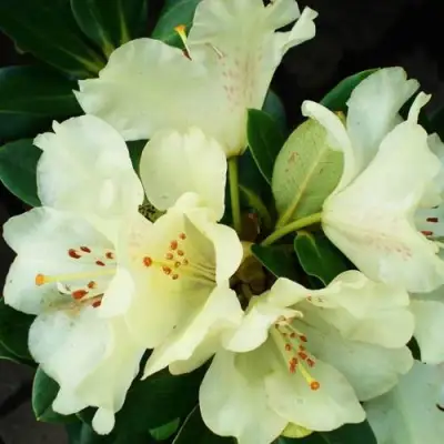 Рододендрон ГОЛДКРОН в Фаниполе