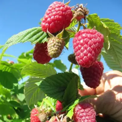 Малина ЕВРАЗИЯ в Фаниполе