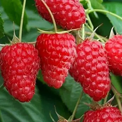 Малина КАСКАД ДЕЛАЙТ в Фаниполе