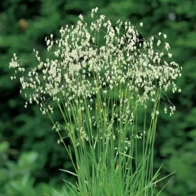 Трясунка средняя в Фаниполе