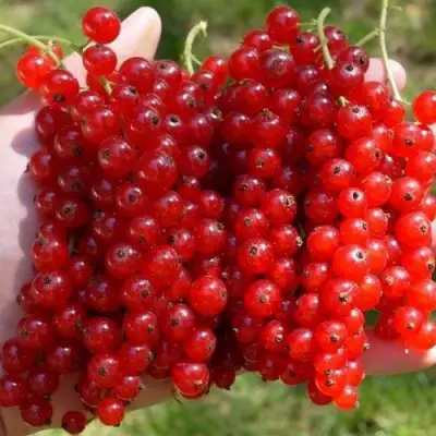 Смородина красная РЕД ПУЛ в Фаниполе