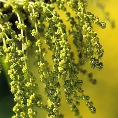 Дуб скальный в Фаниполе