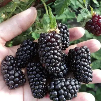 Ежевика ЛОХ НЕСС бесшипная  в Фаниполе