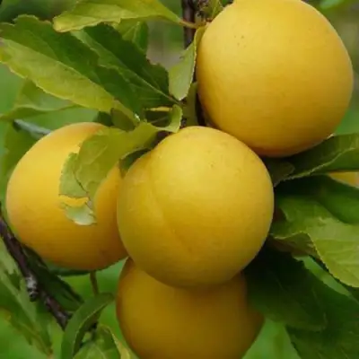 Слива СОЛНЫШКО в Фаниполе