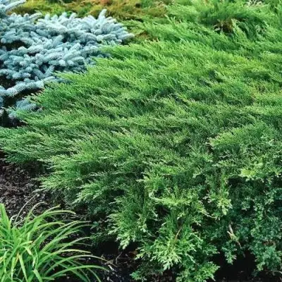 Можжевельник РОКЕРИ ДЖЕМ казацкий  в Фаниполе