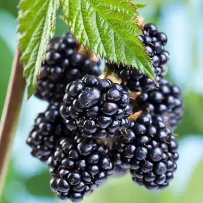 Ежевика БЛЭК САТИН бесшипная  в Фаниполе