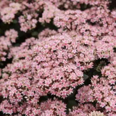 Очиток (седум) МАТРОНА в Фаниполе