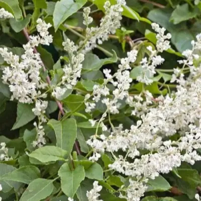 Фаллопия АУБЕРТА в Фаниполе