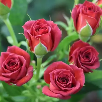 Роза ЧОКОЧИНО спрей в Фаниполе