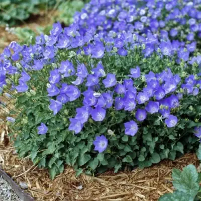 Колокольчик САНТА карпатский в Фаниполе