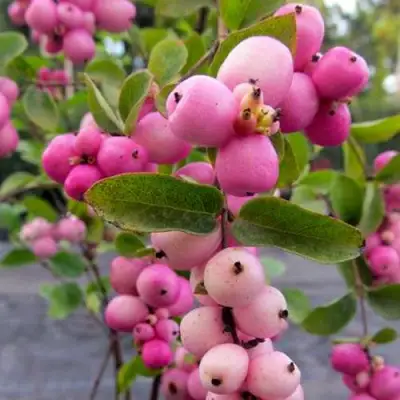 Снежноягодник ФИЕСТА БЕРРИ доренбоза в Фаниполе