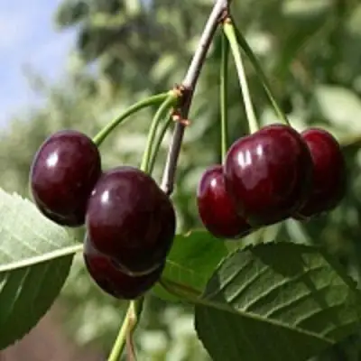 Вишня ВЛАДИМИРСКАЯ в Фаниполе