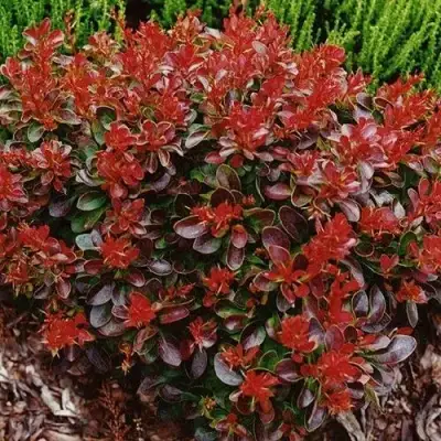 Барбарис КАРМЕН тунберга в Фаниполе