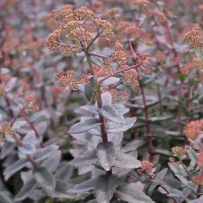 Очиток (седум) РЭЙН КСЕНОКС видный в Фаниполе