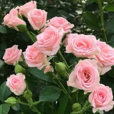 Роза КЛАССИК ЛИДИЯ спрей в Фаниполе