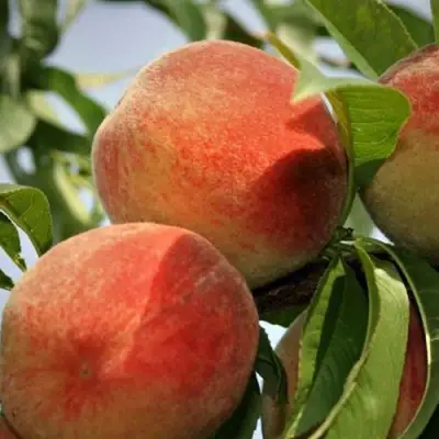 Персик ВУЛКАН в Фаниполе