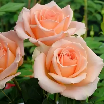 Роза ВЕРСИЛИЯ чайно-гибридная в Фаниполе