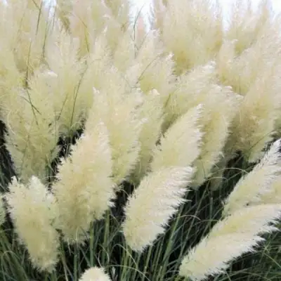 Кортадерия белая (пампасная трава) в Фаниполе