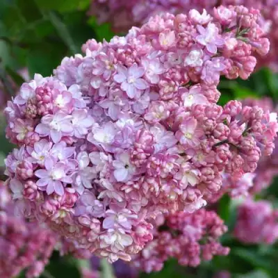 Сирень ПАМЯТЬ О ВЕХОВЕ в Фаниполе