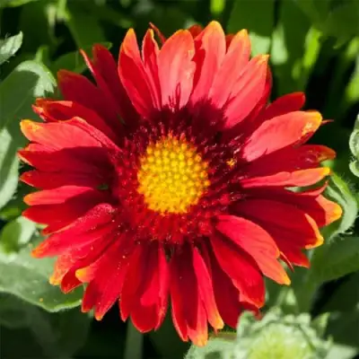 Гайлардия АРИЗОНА РЕД ШЕЙДС в Фаниполе