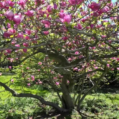 Магнолия СУЛАНЖА в Фаниполе