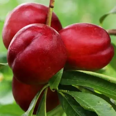 Нектарин КРЫМЧАНИН в Фаниполе