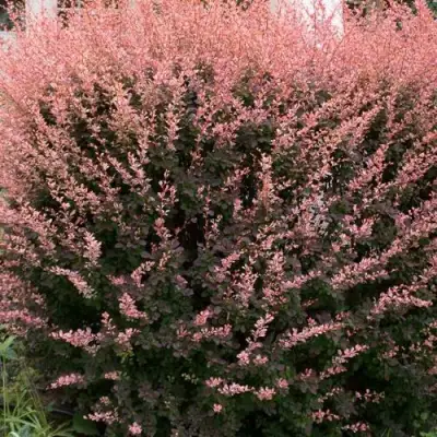 Барбарис РОУЗ ГЛОУ тунберга в Фаниполе