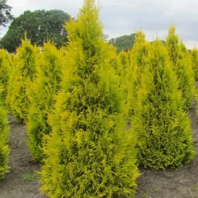 Туя САНКИСТ западная в Фаниполе