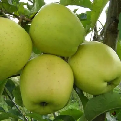 Яблоня КОШТЕЛЯ в Фаниполе